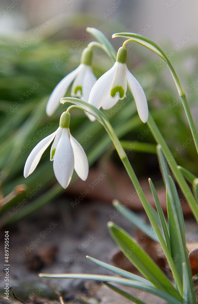 Common Snowdrop (Galanthus) blooming in the sun Common Snowdrop (Galanthus) blooming in the sun
