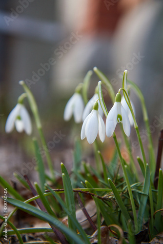 Common Snowdrop (Galanthus) blooming in the sun