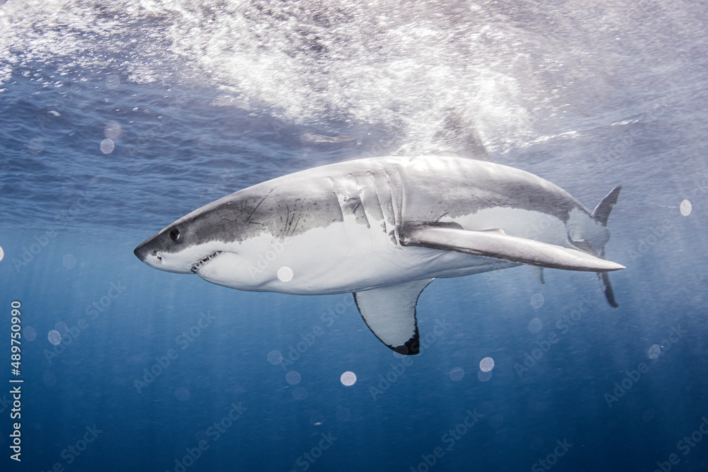 Great white shark in sea Great white shark in sea
