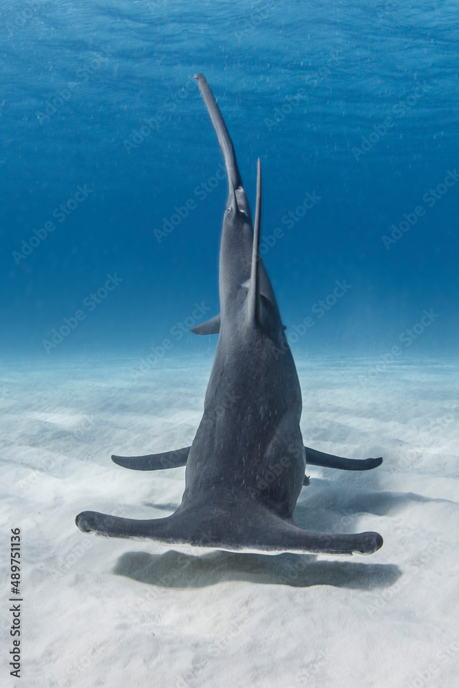 Hammerhead shark swimming in sea Stock Photo | Adobe Stock