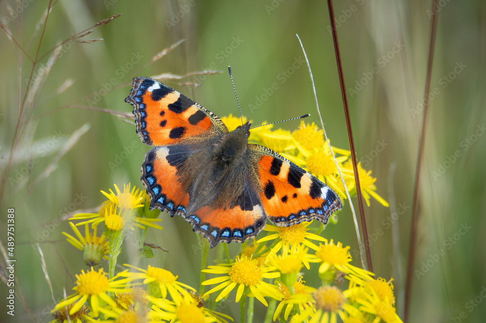 Small Tortoiseshell butterfly on a Ragwort plant. Small Tortoiseshell butterfly on a Ragwort plant.