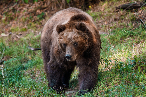 Brown bear in the forest. Kamchatka bear (Ursus arctos beringianus)