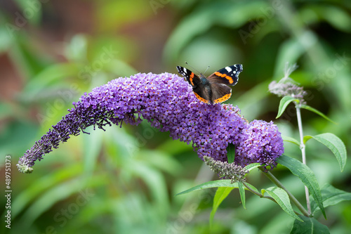 Red Admiral butterfly on Buddleia flower. photo