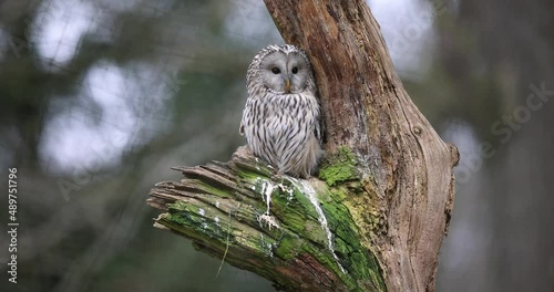 Portrait of a ural owl in the tree photo