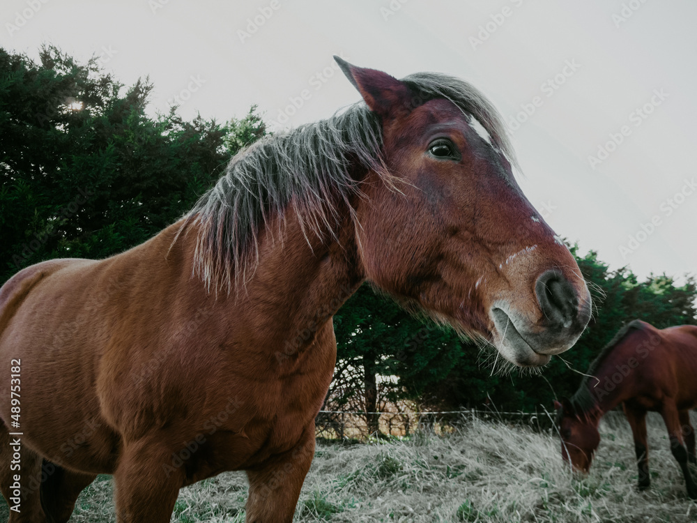 Fototapeta premium A brown horse in the pasture with a long mane