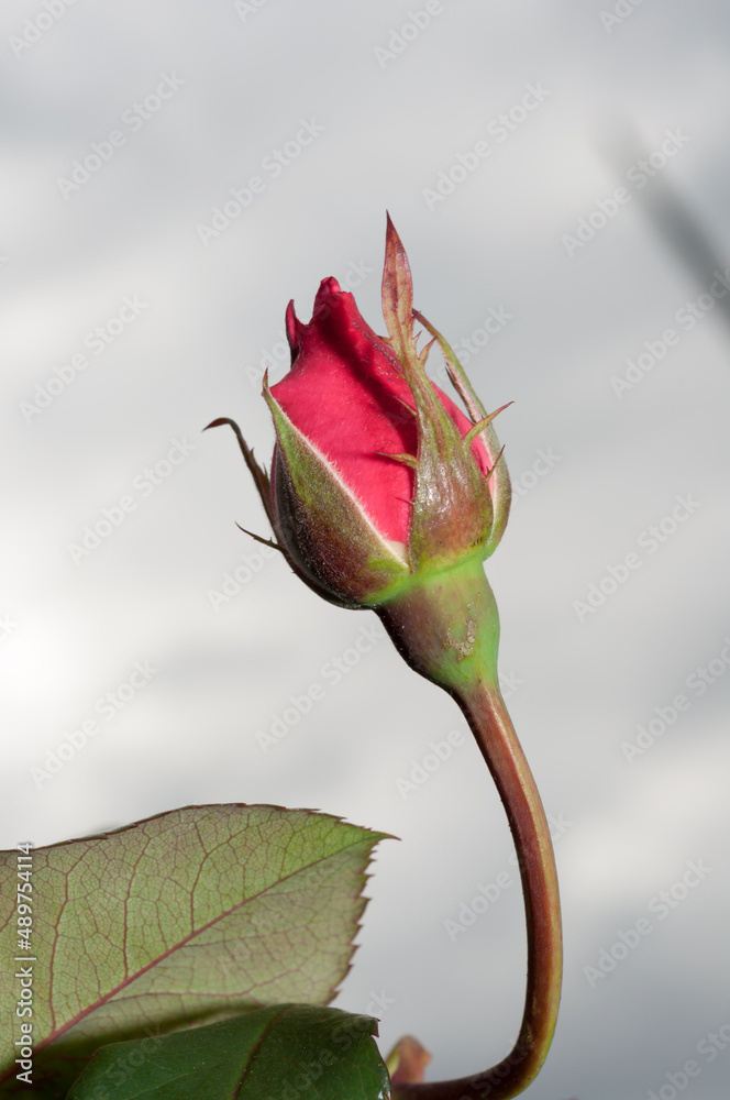 Fototapeta premium rosebud on gray sky (strobe lighting)