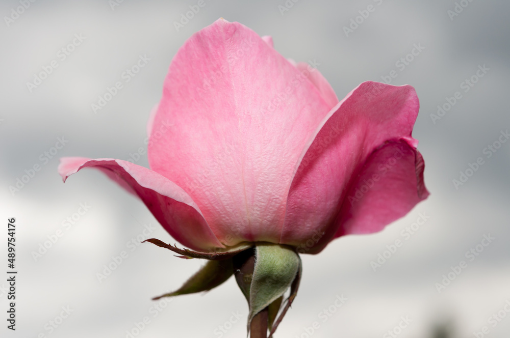 isolated pink flower against a gray sky isolated pink flower against a gray sky