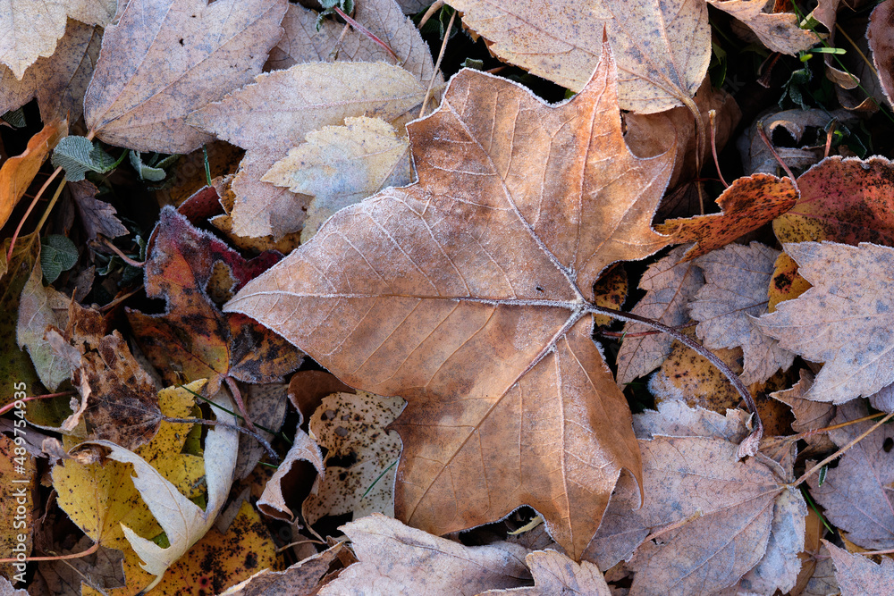 Frost covered tan autumn leaves laying on the forest floor Frost covered tan autumn leaves laying on the forest floor