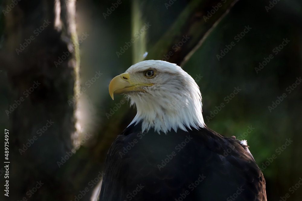 Fototapeta premium Portrait du Pygargue à tête blanche