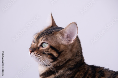 Fototapeta Naklejka Na Ścianę i Meble -  Portrait of a Bengal cat with bright green eyes. The cat looks angrily directly at the photographer. Beautiful thoroughbred animal
