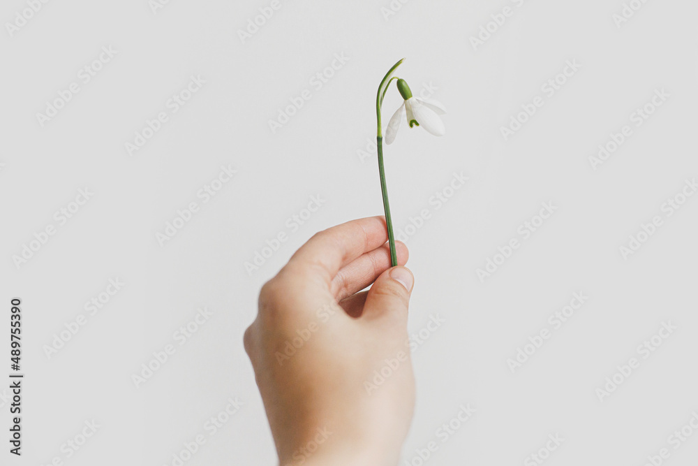 Hello spring. Hand holding blooming snowdrop on white background. White spring flower in female hand. Happy Easter. Hello spring. Hand holding blooming snowdrop on white background. White spring flower in female hand. Happy Easter.