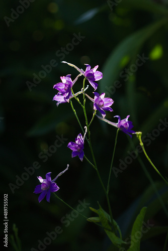 The forking larkspur (lat. Consolida regalis), of the buttercup family (Ranunculaceae). Central Russia.