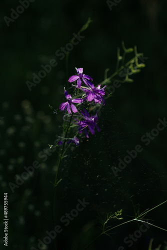 The forking larkspur (lat. Consolida regalis), of the buttercup family (Ranunculaceae). Central Russia.