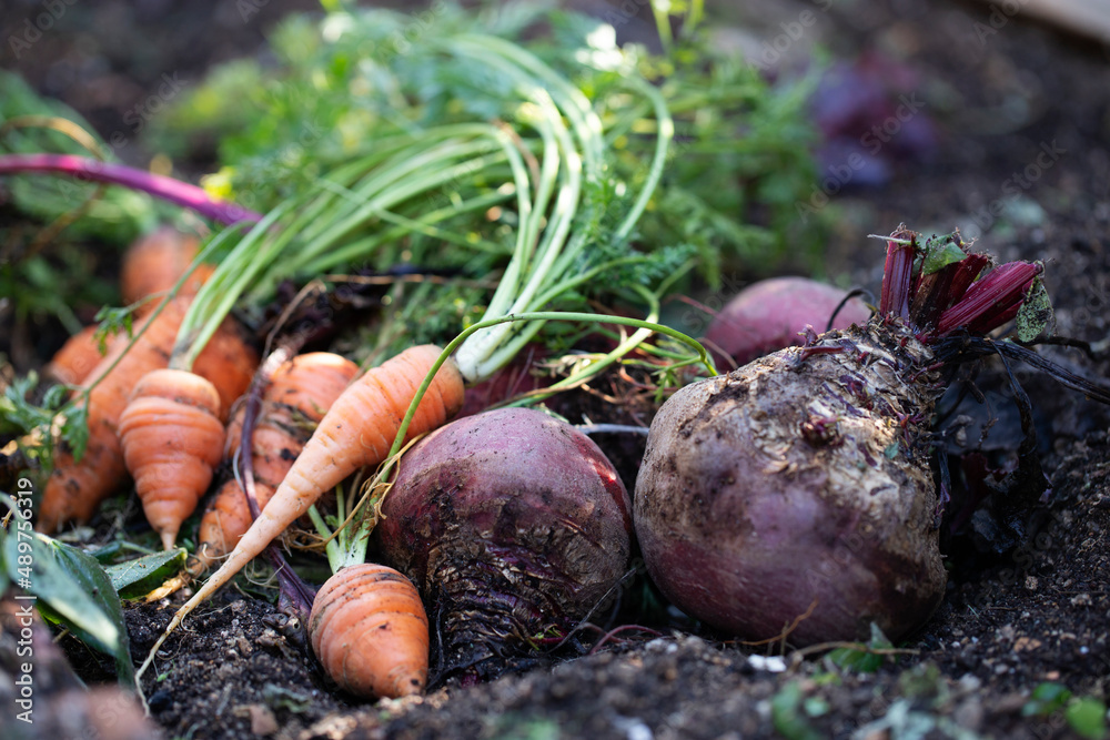 Close up of freshly picked carrots and beetroots on vegetable bed Close up of freshly picked carrots and beetroots on vegetable bed