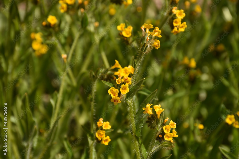 Obraz premium Flowers