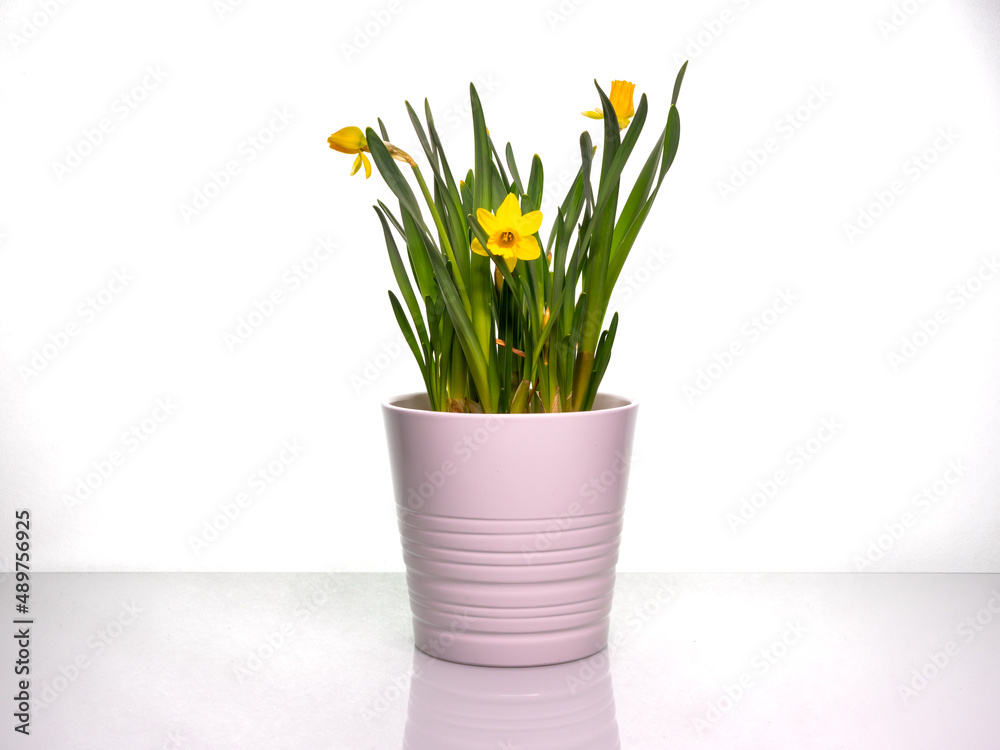 Bouquet of bright yellow daffodils in a white pot on a bright table with copy space