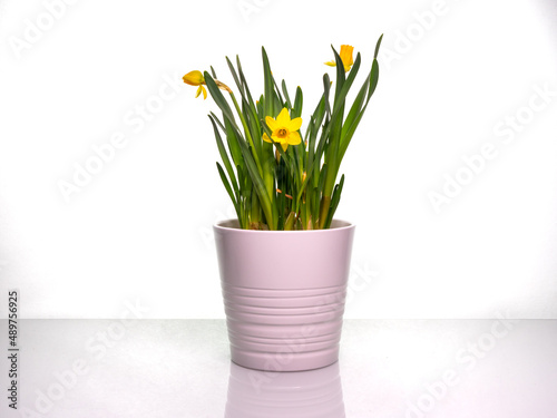 Bouquet of bright yellow daffodils in a white pot on a bright table with copy space