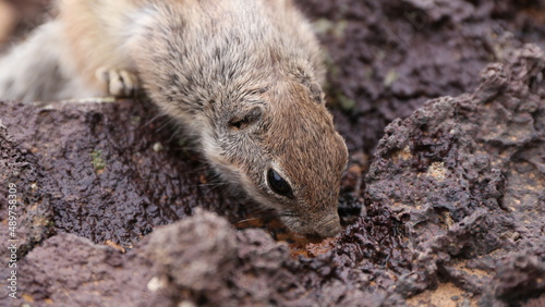 Atlashörnchen1 