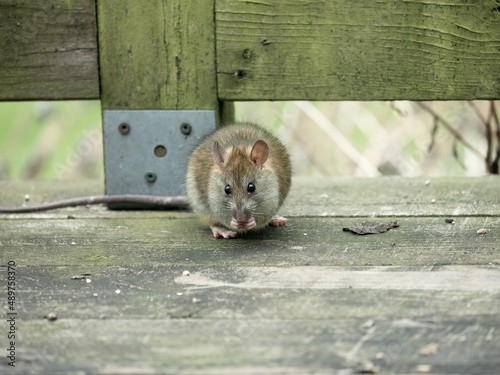 P2260079 wild rat (Rattus rattus) eating a seed facing the camera cECP 2022
