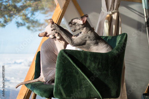 Two Canadian Sphynx sitting on the chair photo