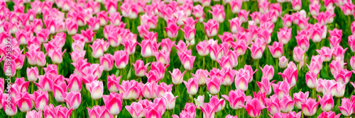 Fototapeta Naklejka Na Ścianę i Meble -  Beautiful field of pink or Magenta tulips close up. Spring background with tender tulips. Pink floral background. Long spring banner