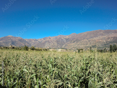 Planting corn in the mountains of Peru.