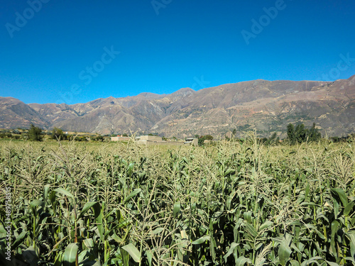 Planting corn in the mountains of Peru.