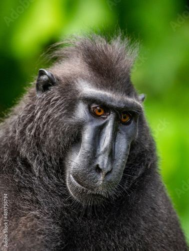 Portrait of a сelebes crested macaque. Close-up. Indonesia. Sulawesi.