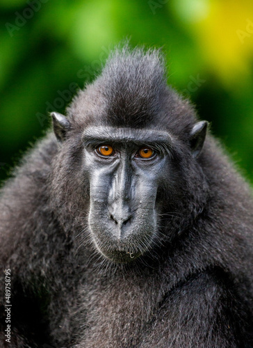 Portrait of a сelebes crested macaque. Close-up. Indonesia. Sulawesi.