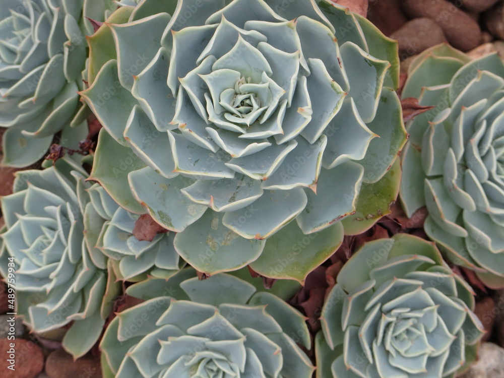 Obraz premium cactus in the garden 