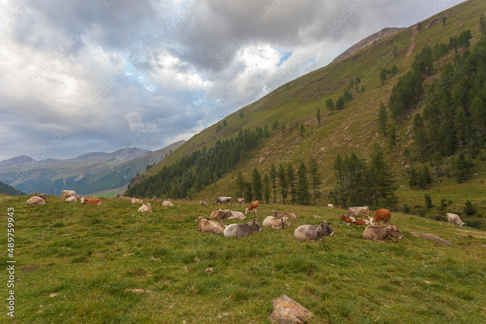 Herd of cows on green grass in a field in a South Tyrolean valley, Vallelunga, Alto Adige, Italy