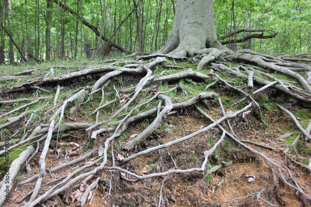 Fototapeta premium tree roots in the forest