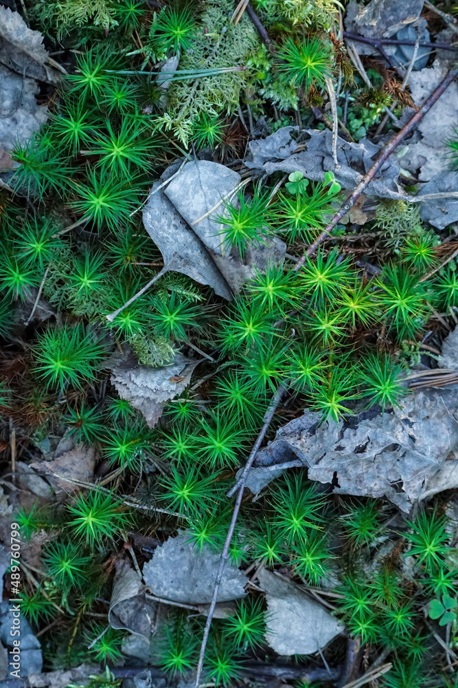 Obraz premium Green moss and dry leaves texture top view. Common Hair Cap Moss - Polytrichum