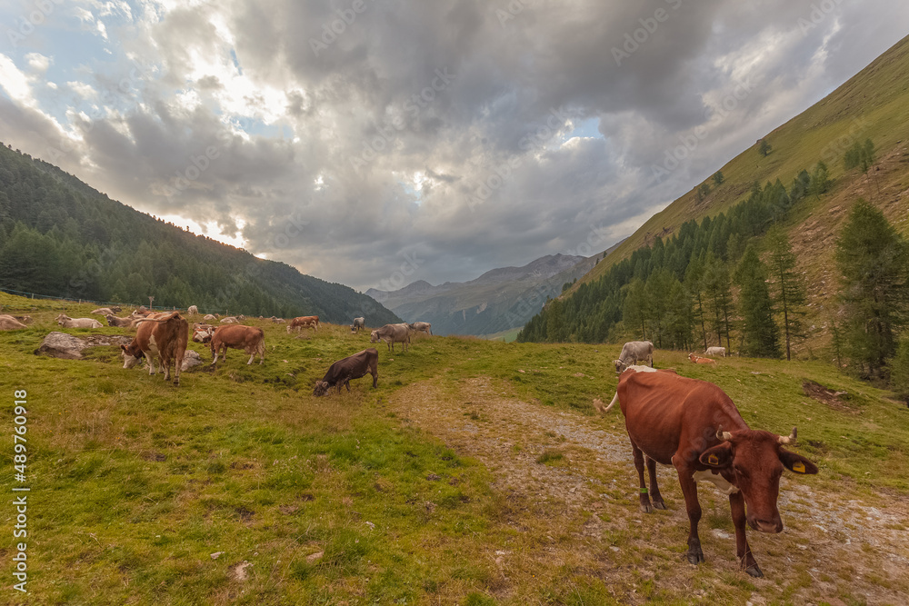 Herd of cows grazing in a South Tyrolean valley, Vallelunga, Alto Adige, Italy