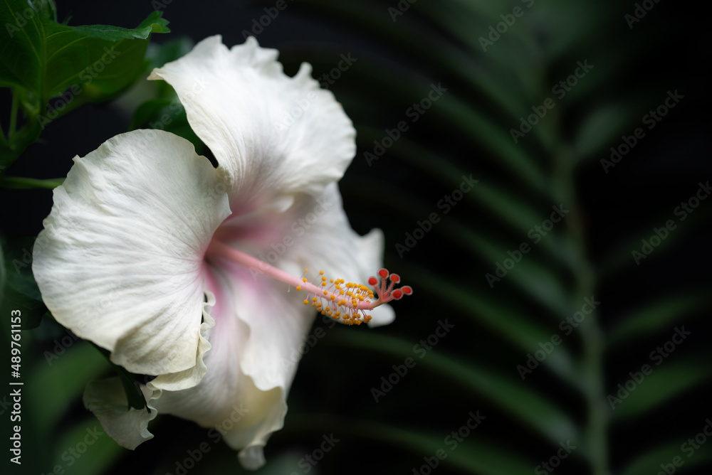 A white hibiscus flower grows in the tropical rainforest in front of green leaves, in the dark and glows brightly there A white hibiscus flower grows in the tropical rainforest in front of green leaves, in the dark and glows brightly there