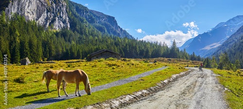 Sch  nes Bergpanorama mit grasenden Pferden  und Mountenbicker im Habachtal. Salzburger Land    sterreich.