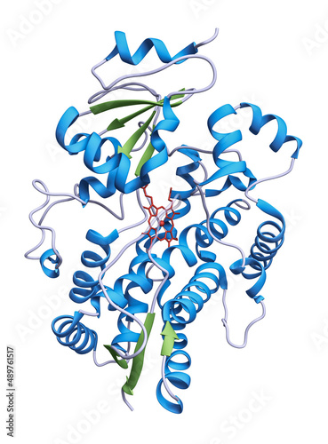 Cytochrome P450 3A4 oxidizes foreign molecules such as pharmaceuticals, toxins, steroids and carcinogens. Cytochromes 3A4 is a heme protein, shown in red. photo