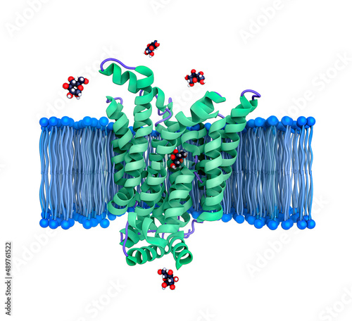 Polar glucose molecules enter cells by crossing the non-polar cell membrane by way of an embedded transport protein.  photo