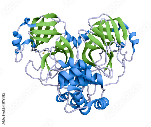 The main protease of the SARS-CoV-2 virus is needed to replicate the virus. Both of the identical subunits are required for catalysis. The active site has a catalytic dyad of cysteine and histidine.  photo