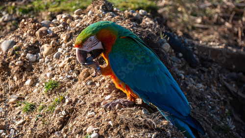 Catalina Macaw, Ara chloropterus photo
