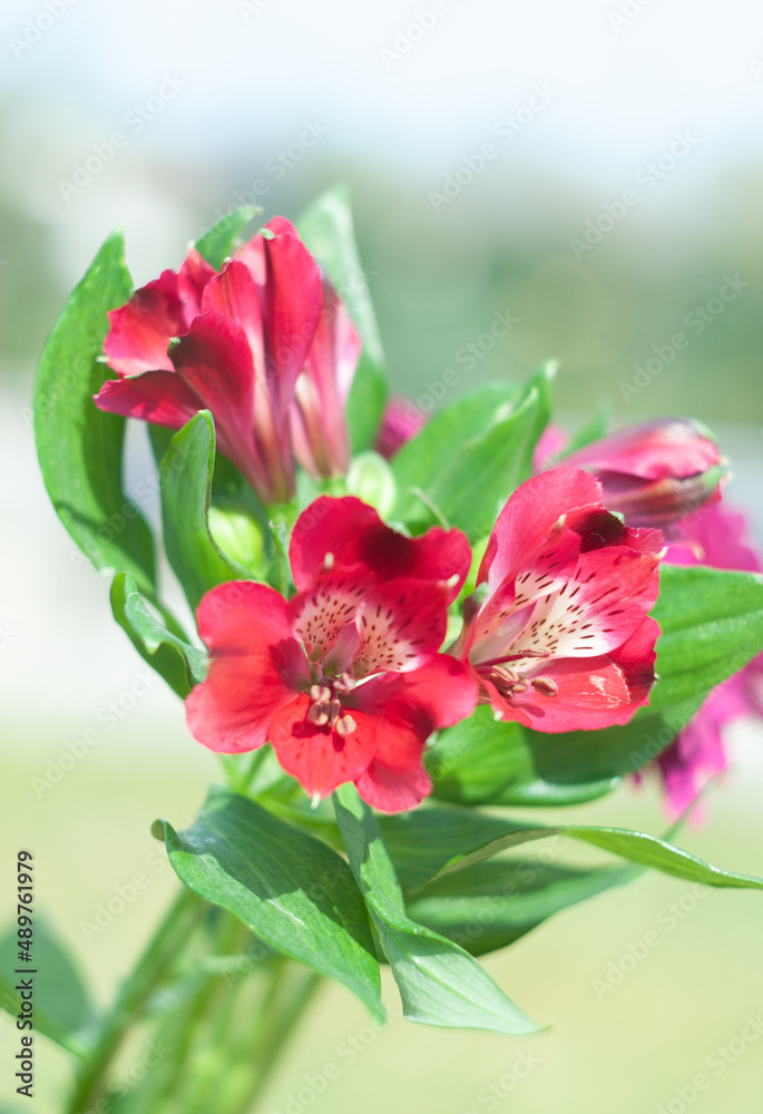 bouquet of red alstroemeria, close-up, floral background, mother's day, spring bouquet of red alstroemeria, close-up, floral background, mother's day, spring