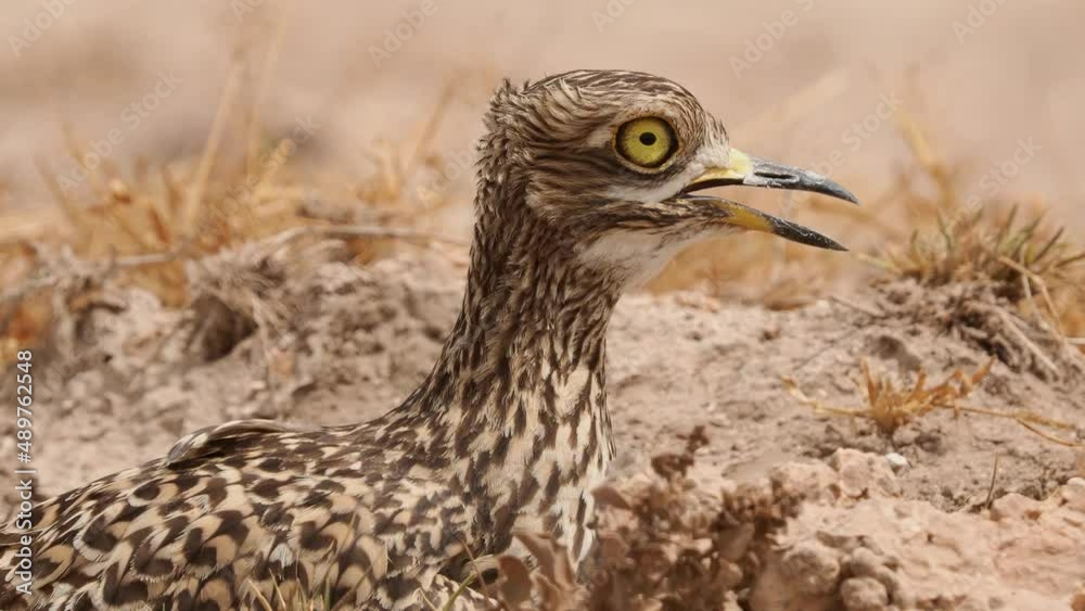 Spotted Thick-knee - Burhinus capensis also known as Spotted dikkop or Cape thick-knee, wader in the family Burhinidae, native to tropical regions of central and southern Africa, bird on the nest. Spotted Thick-knee - Burhinus capensis also known as Spotted dikkop or Cape thick-knee, wader in the family Burhinidae, native to tropical regions of central and southern Africa, bird on the nest.