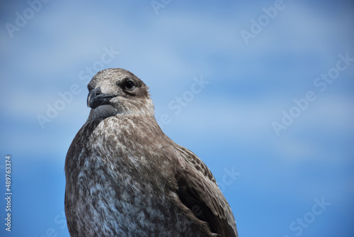 A young seagull sits patiently for their portrait
