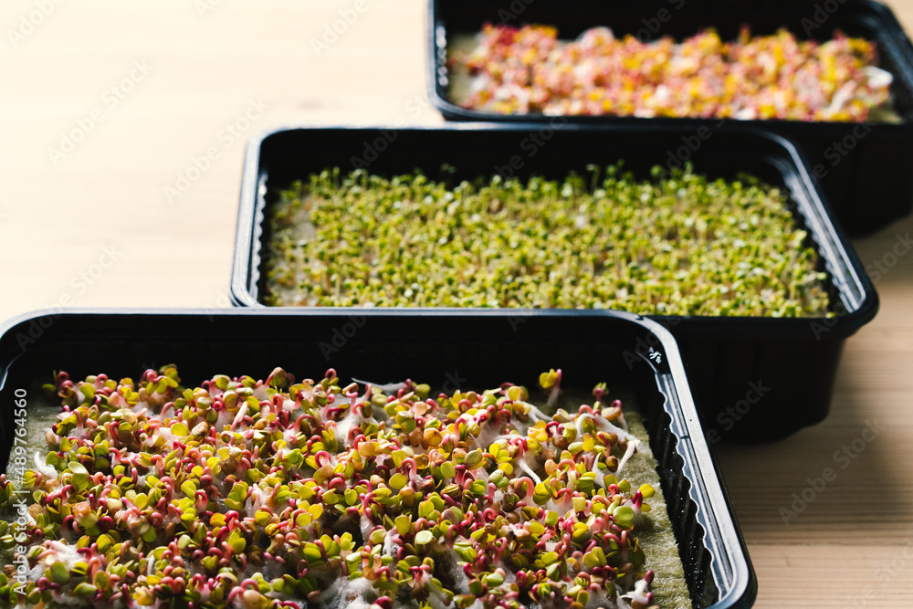 microgreens, sprouted seeds of red radish and arugula, the process of growth of home greenery