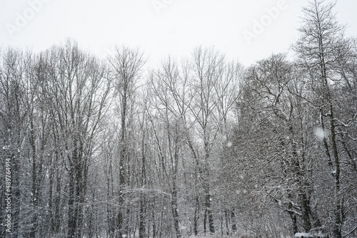 snow covered trees © Margot