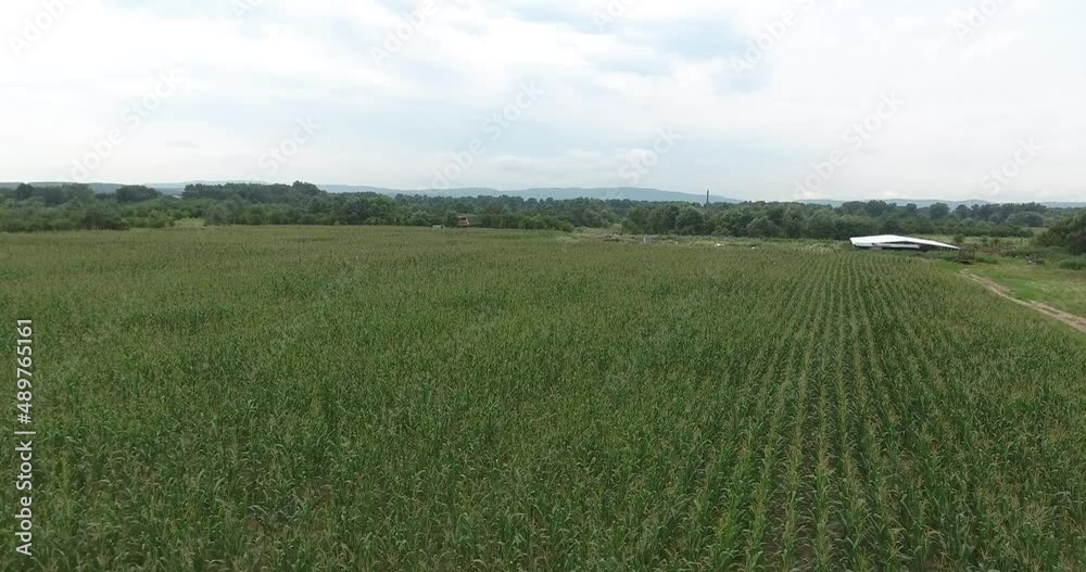 corn fields on the farm corn fields on the farm