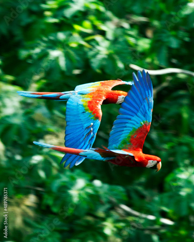 Closeup of two colorful Scarlet Macaw (Ara macao) flying past background of dense green jungle inside the Pampas del Yacuma, Bolivia.