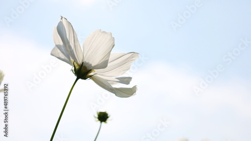 White cosmos flower beautiful blooming. Cluster of Mexican Aster flowers isolated on blue and white outdoor background. Selective focus.