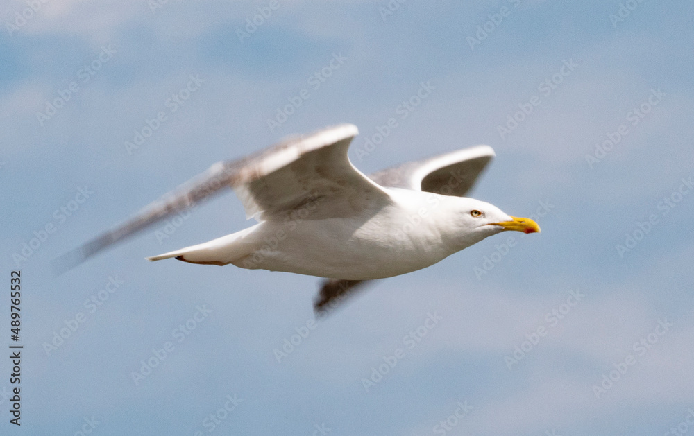 Fototapeta premium Seagull flying in the sky.
