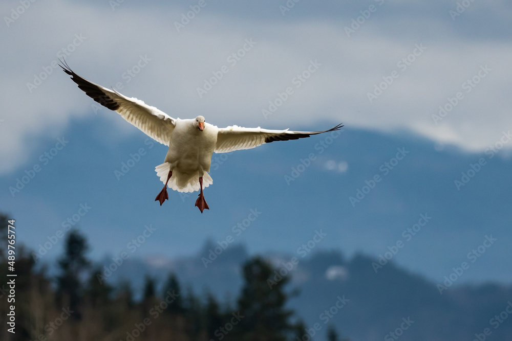 Snow Goose Deciding on a Landing Spot